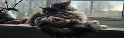 Maine Coon cats for sale: Beautiful Female Mixed Maine Coon kittens - Advert 1