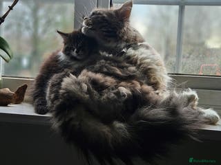 Maine Coon cats Beautiful Female Mixed Maine Coon kittens - Advert 1