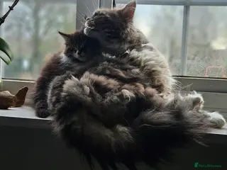 Maine Coon cats Beautiful Female Mixed Maine Coon kittens - Advert 7