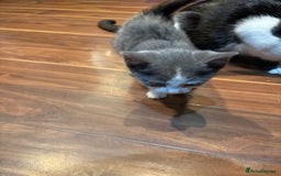 Domestic Shorthair cats for sale: Forever homes needed  - Image 15