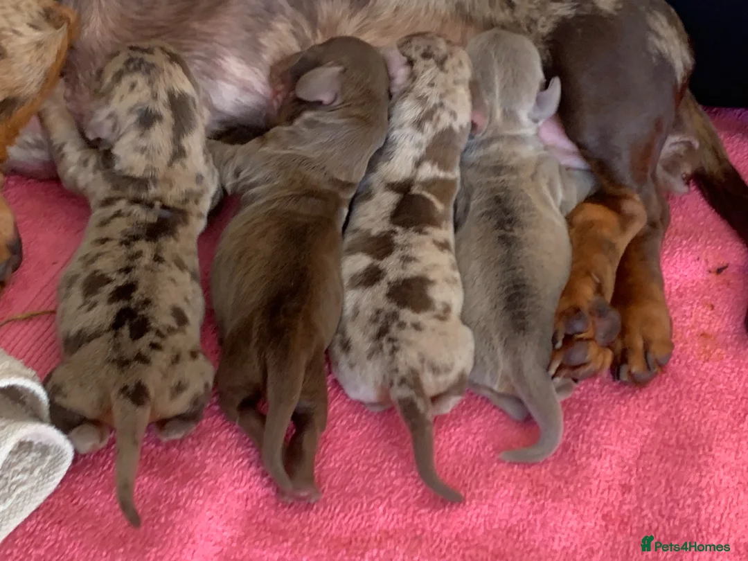 Miniature Dachshund dogs for sale: Beautiful Miniature dachshund puppies - Advert 29