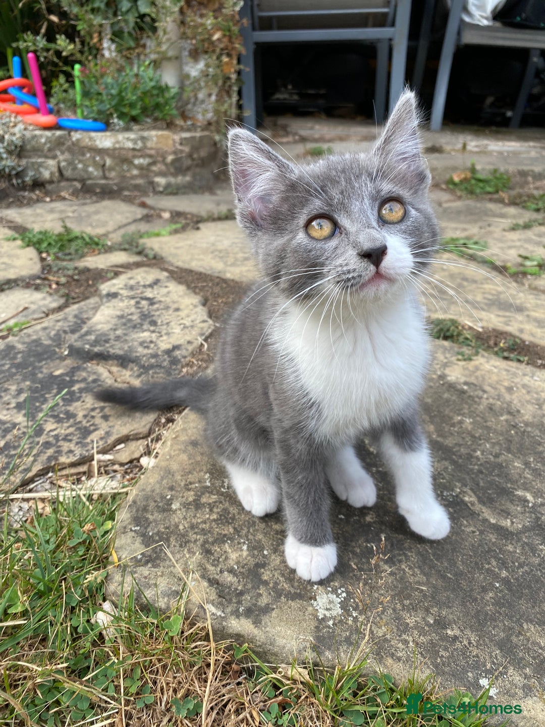 Mixed Breed cats for sale: beautiful kittens - Image 27