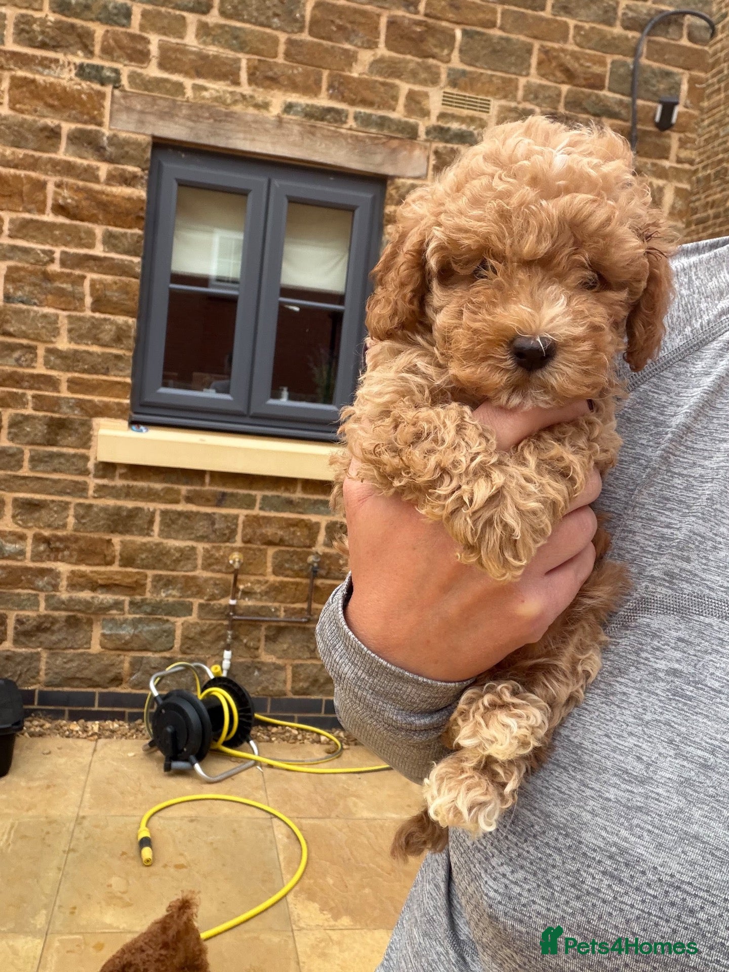 Toy Poodle dogs Toy x Asian poodle  - Advert 4