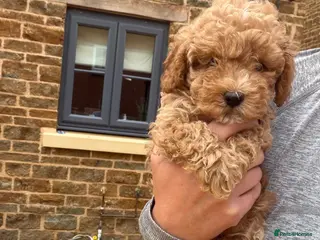 Toy Poodle dogs Toy x Asian poodle - Advert 4