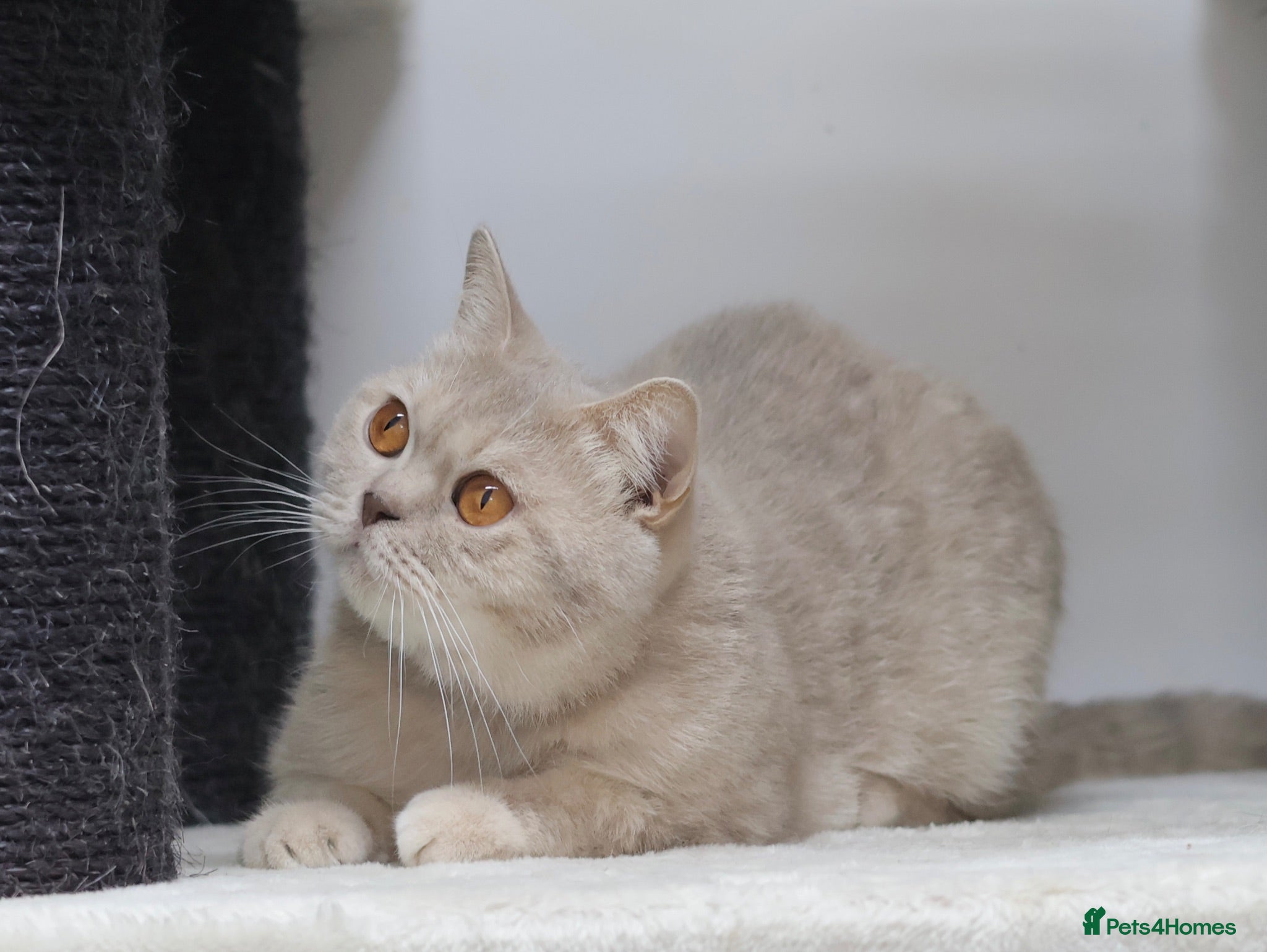 British Shorthair cats LOVING HOMES WANTED FOR BRITISH SHORTHAIR GIRLS - Advert 2