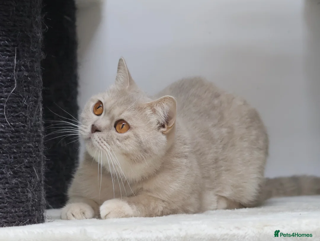 British Shorthair cats for sale: LOVING HOMES WANTED FOR BRITISH SHORTHAIR GIRLS - Advert 1