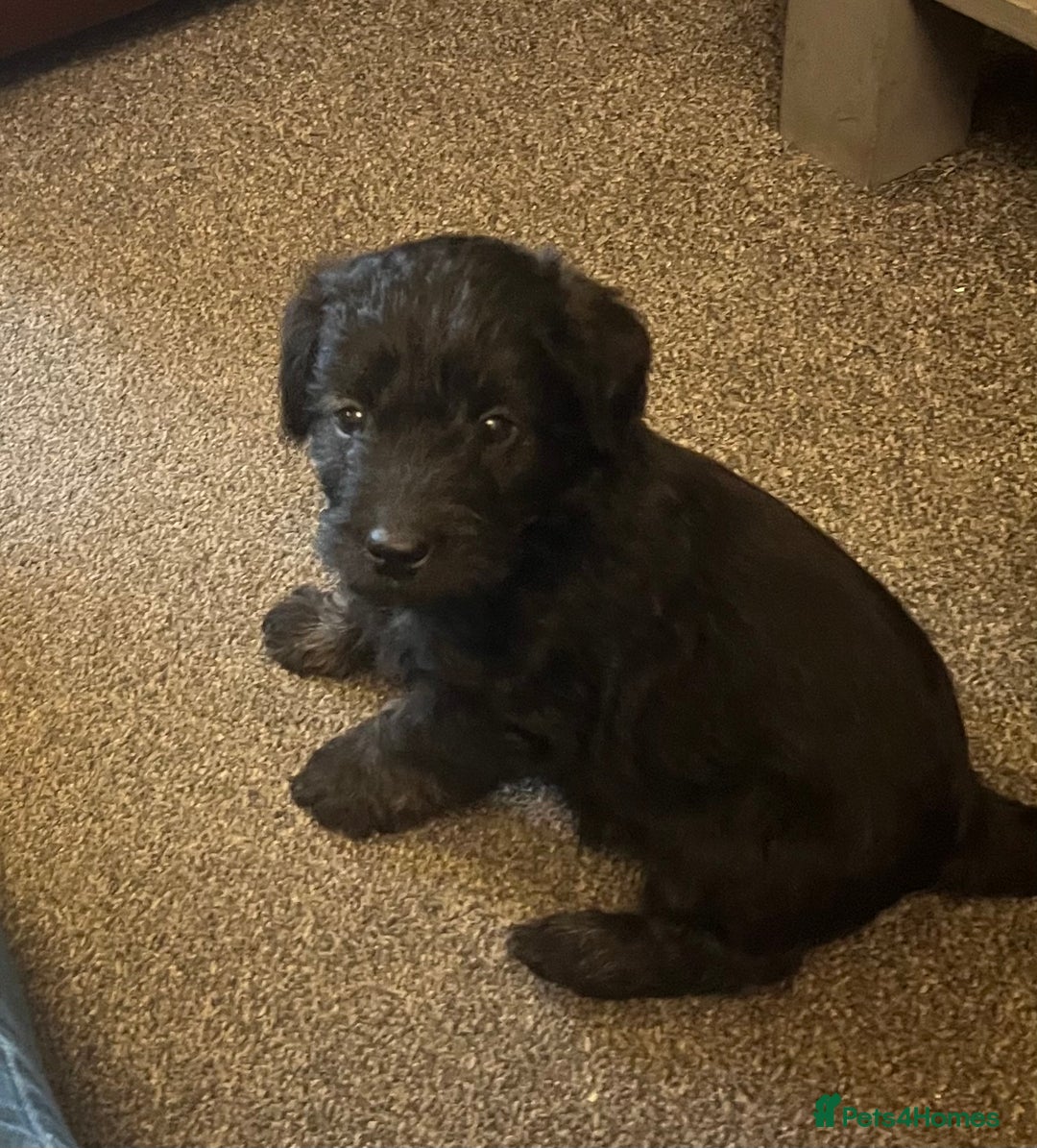 Jackapoo dogs for sale: JACKAPOO Puppies, DNA health screened - Advert 5