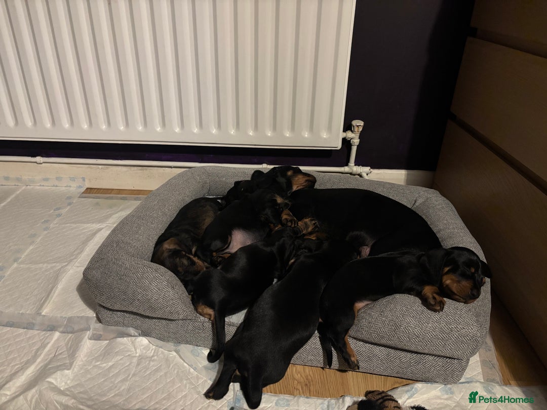 Dachshund dogs for sale: Four beautiful wire haired boys - Advert 15