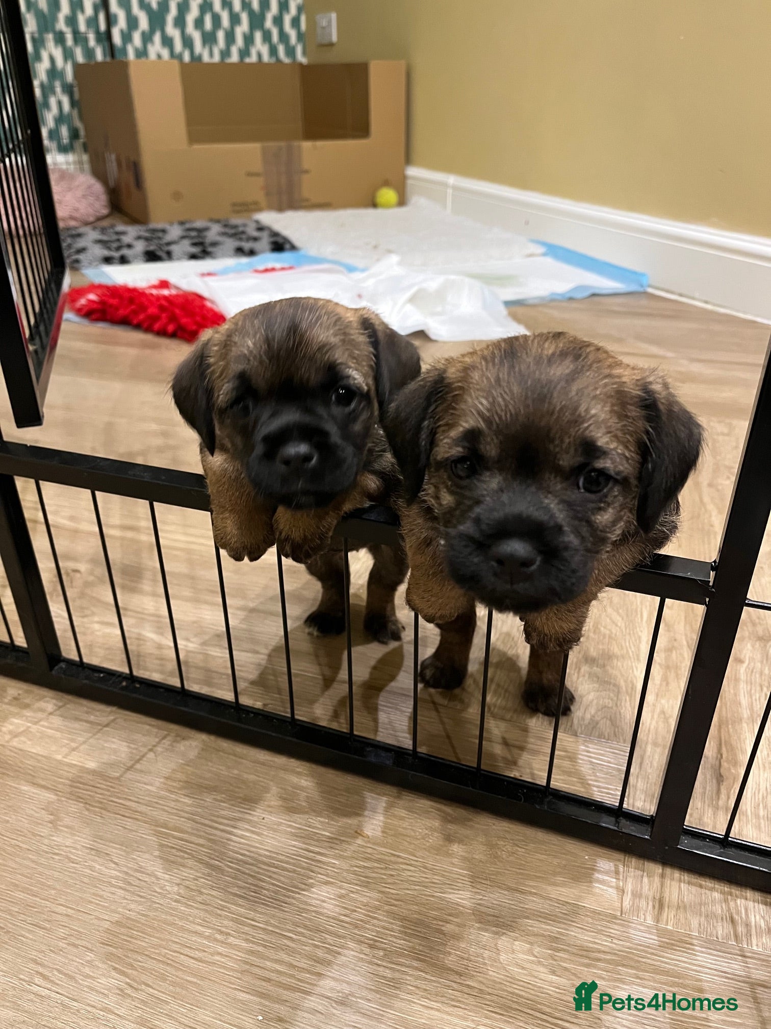 Border Terrier dogs Border terrier pups - Advert 4