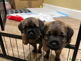 Border Terrier dogs Border terrier pups - Advert 15