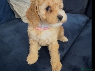 Miniature Poodle dogs Ready to Go Miniature Poodle Puppies For Sale - Advert 1