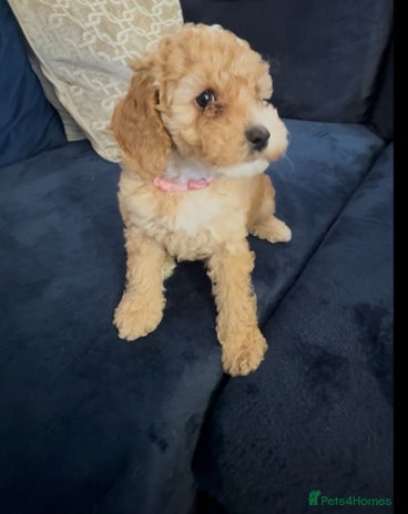 Miniature Poodle dogs Miniature Poodle Puppy Girl - Ready To Go - Advert 6