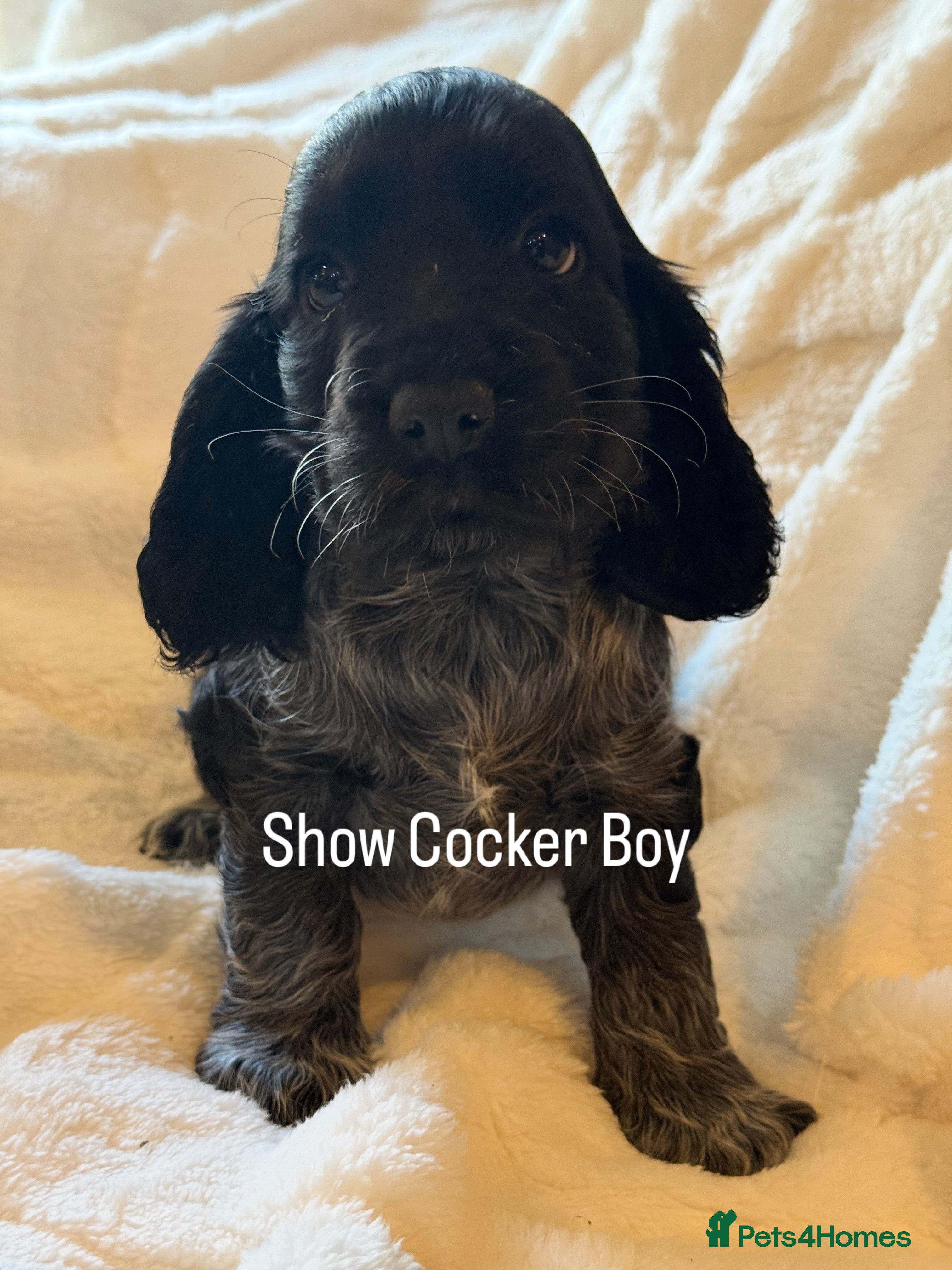Cocker Spaniel dogs KC Show Cocker Spaniel Blue Roan Boy ready now   - Advert 4