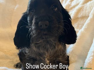 Cocker Spaniel dogs KC Show Cocker Spaniel Blue Roan Boy ready now - Advert 3