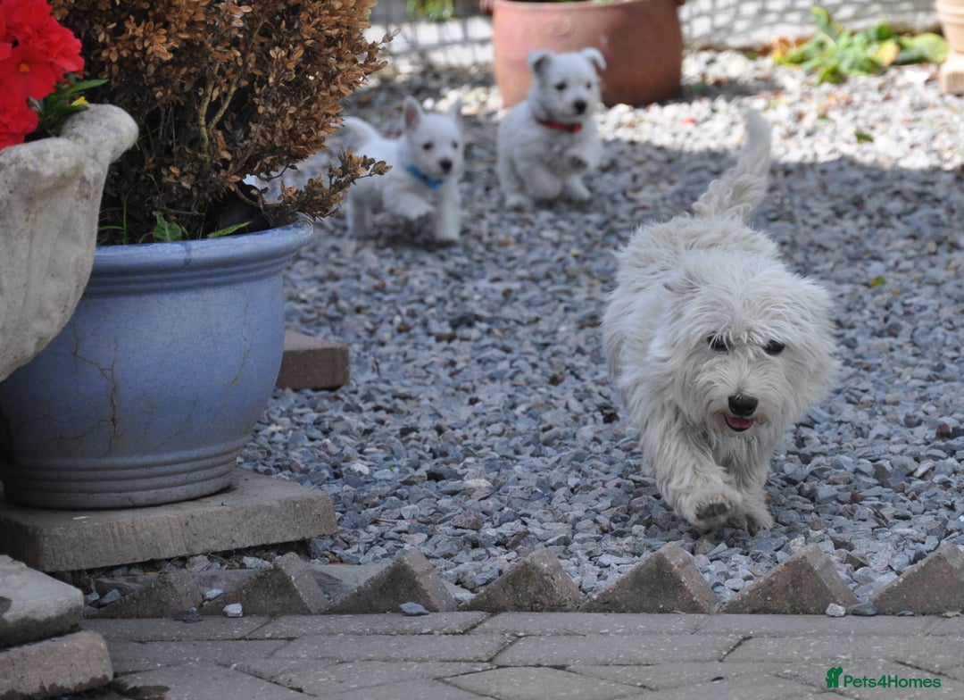 West Highland Terrier dogs for sale: West Highland terrier Puppies - Image 4