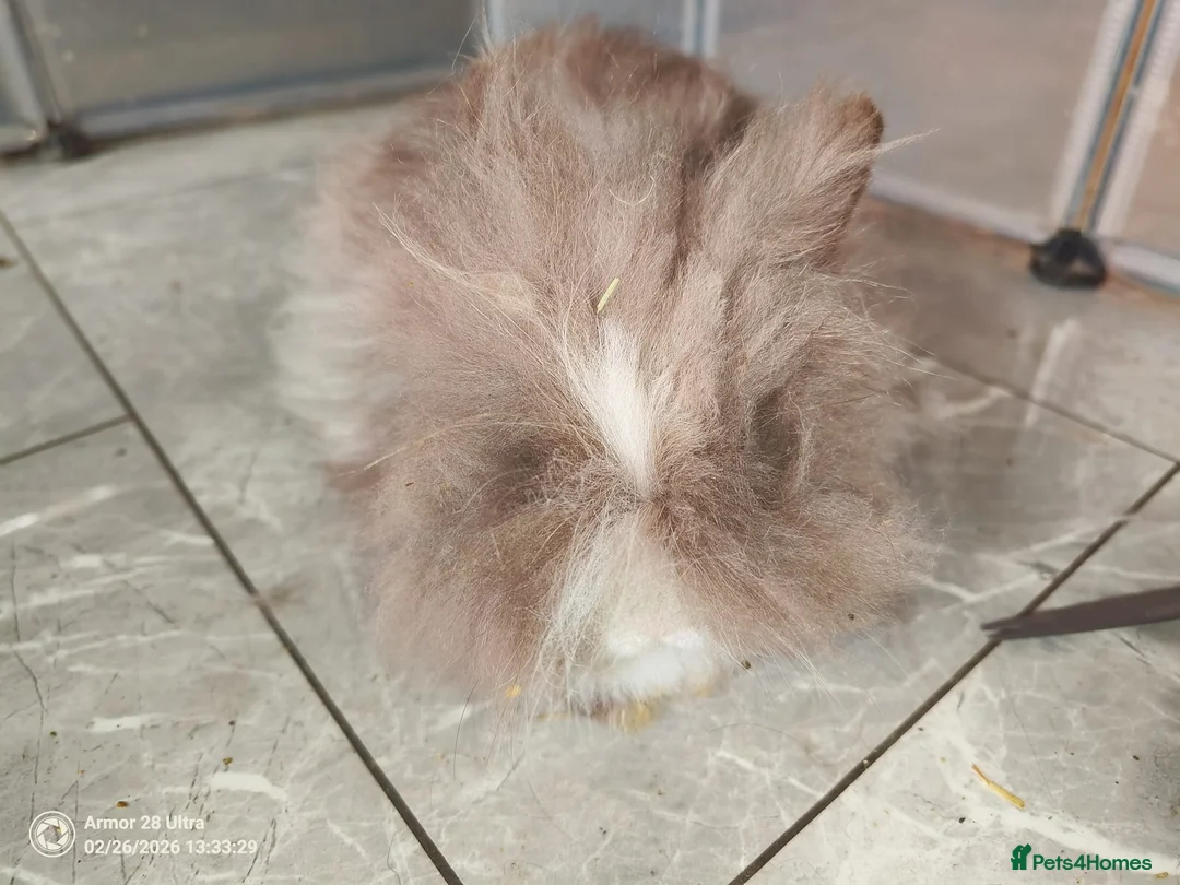 Lionhead rabbits for sale: A sad rehoming best homes only purebred lionheads  - Advert 1