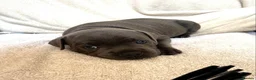 Staffordshire Bull Terrier dogs for sale: Beautiful blue Staffordshire Bull Terrier Puppies  in Epsom - Advert 5