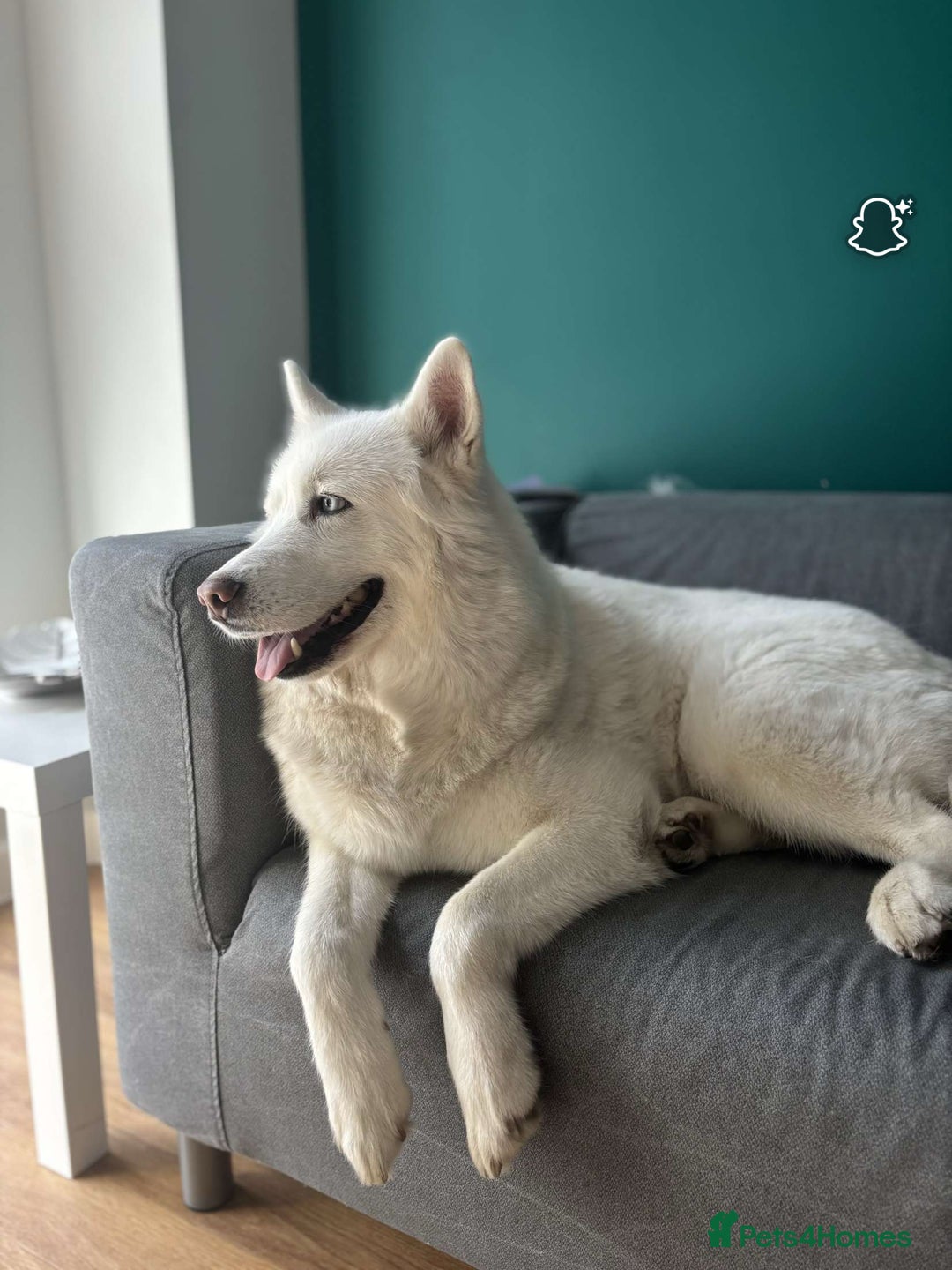 Siberian Husky dogs for sale: Husky for Re homing  - Advert 4