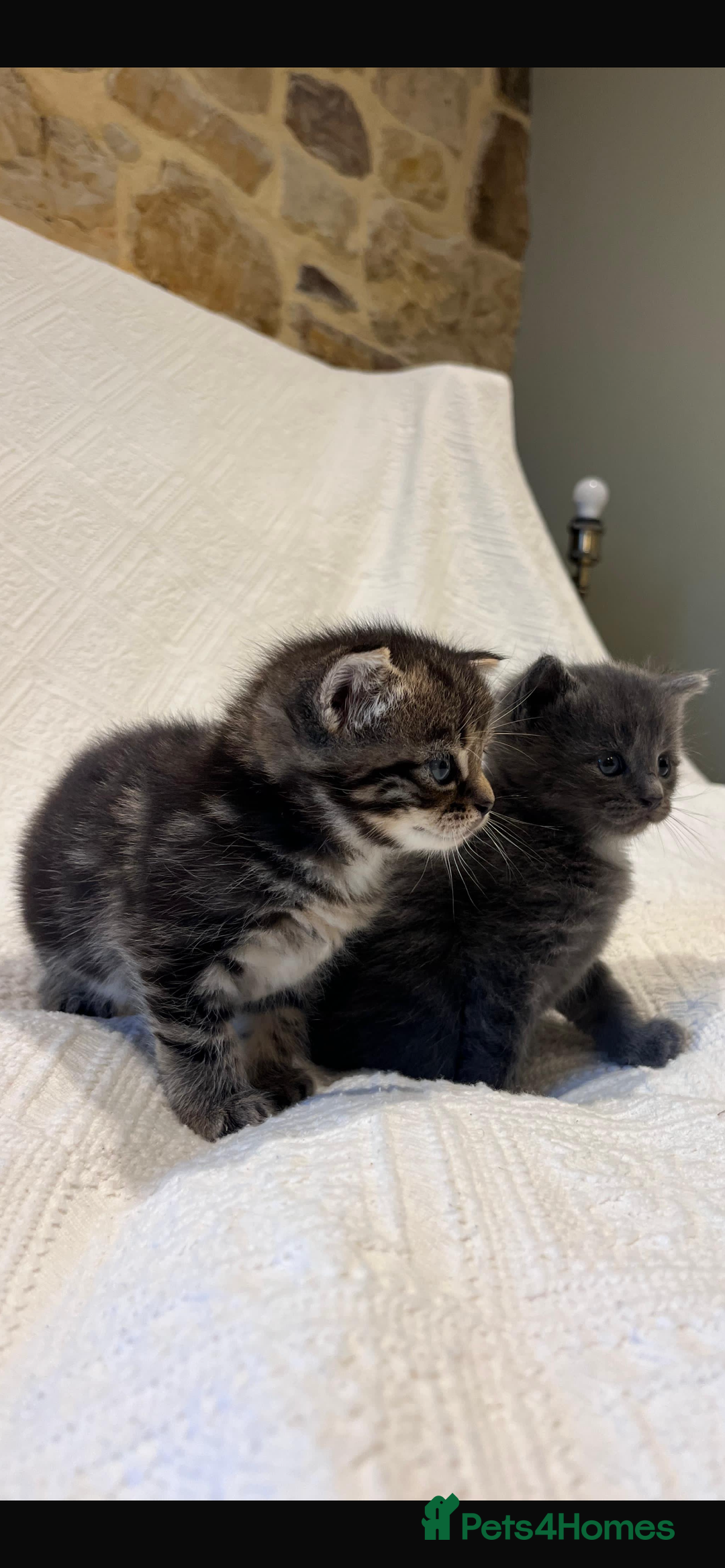 Maine Coon cats for sale: Maine coon x bsh. READY 14th BUT CAN HOLD - Advert 5