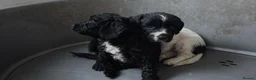 Sproodle dogs for sale: Sproodle puppies 🐶  - Advert 11