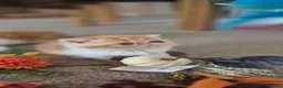 Exotic cats for sale: Exotic Persian kittens  in Wokingham - Advert 13
