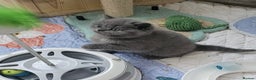 British Shorthair cats for sale: Ready to go amazing kitties  - Advert 10