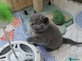 British Shorthair cats ONLY ONE LEFT!!! Ready to go amazing kitties - Advert 13