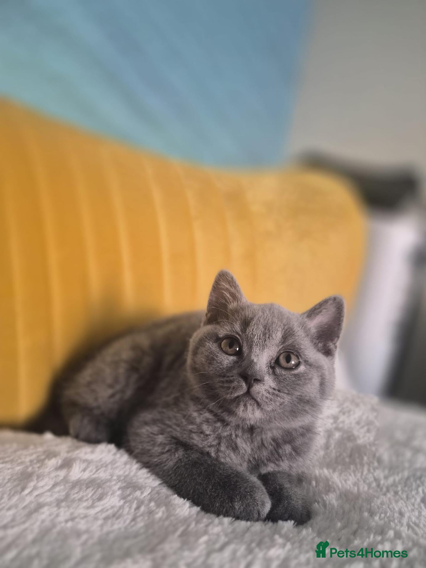 British Shorthair cats Exceptional pedigree British shorthair kittens  😻 - Advert 2