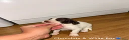 Cocker Spaniel dogs for sale: Cocker spaniel puppy’s  - Advert 11