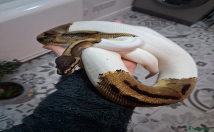 Python Snake reptiles - Advert 1
