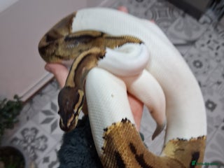 Python Snake reptiles - Advert 21