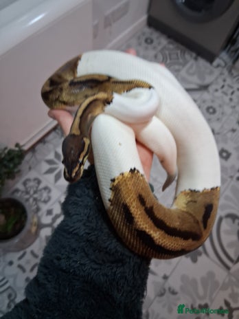 Python Snake reptiles - Advert 5