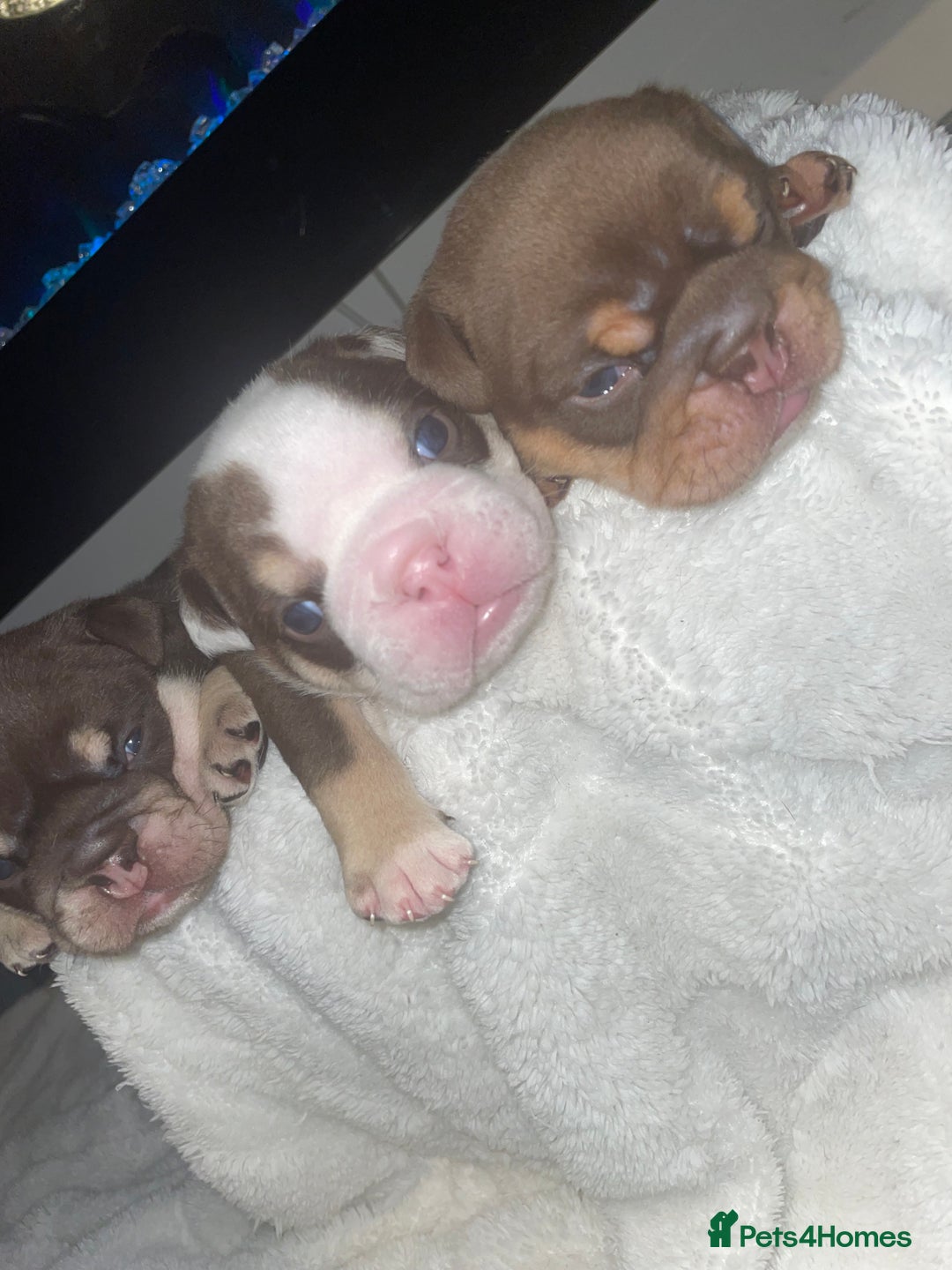 English Bulldog dogs for sale: TOP CLASS  English Bull Dog puppies  - Advert 16