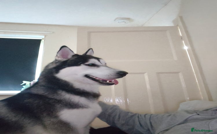 Siberian Husky dogs - Advert 2