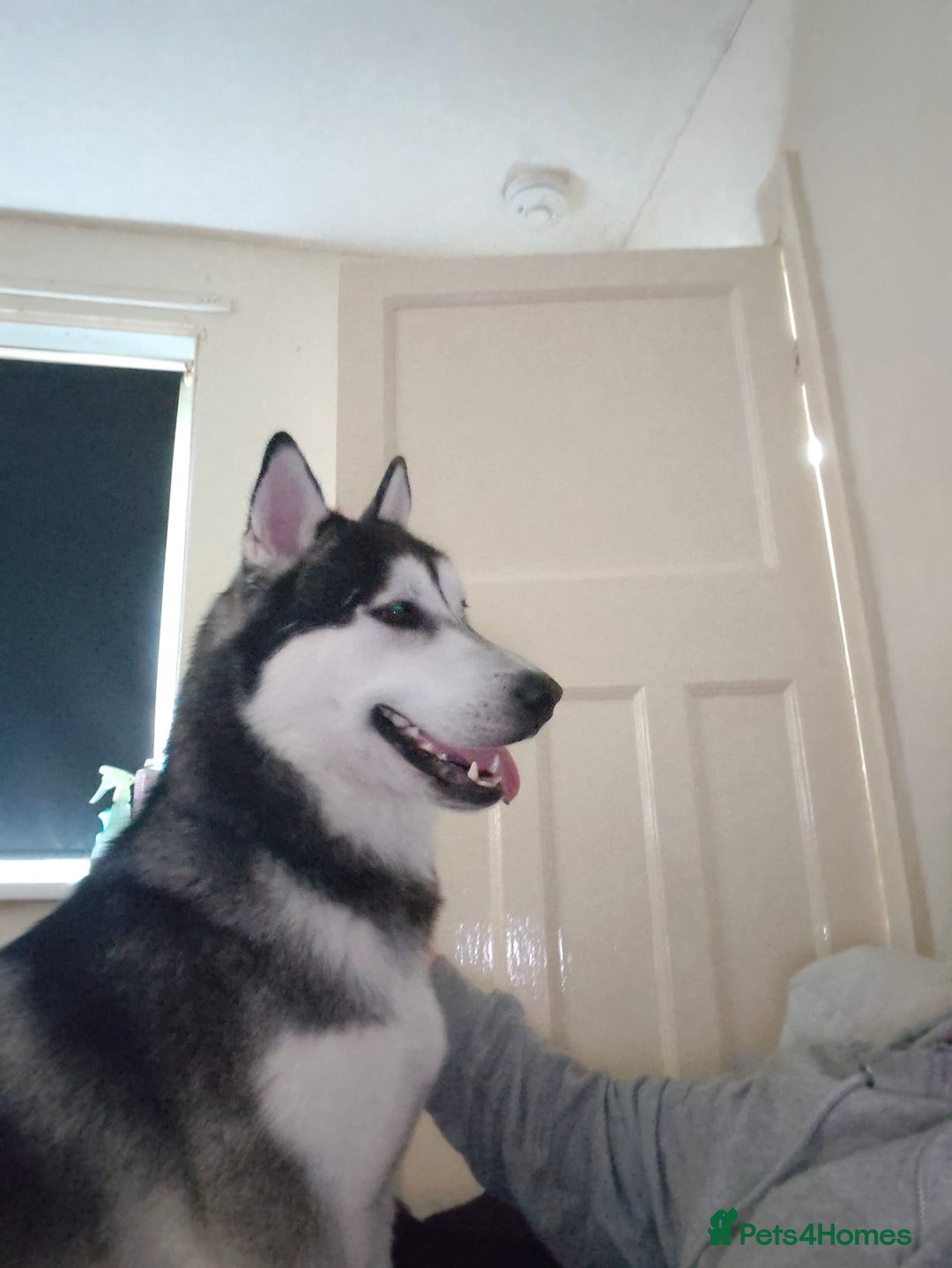 Siberian Husky dogs for sale: Loving 2-Year Old Husky Looking for a Forever Home - Image 1