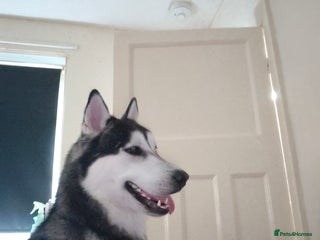 Siberian Husky dogs - Advert 1