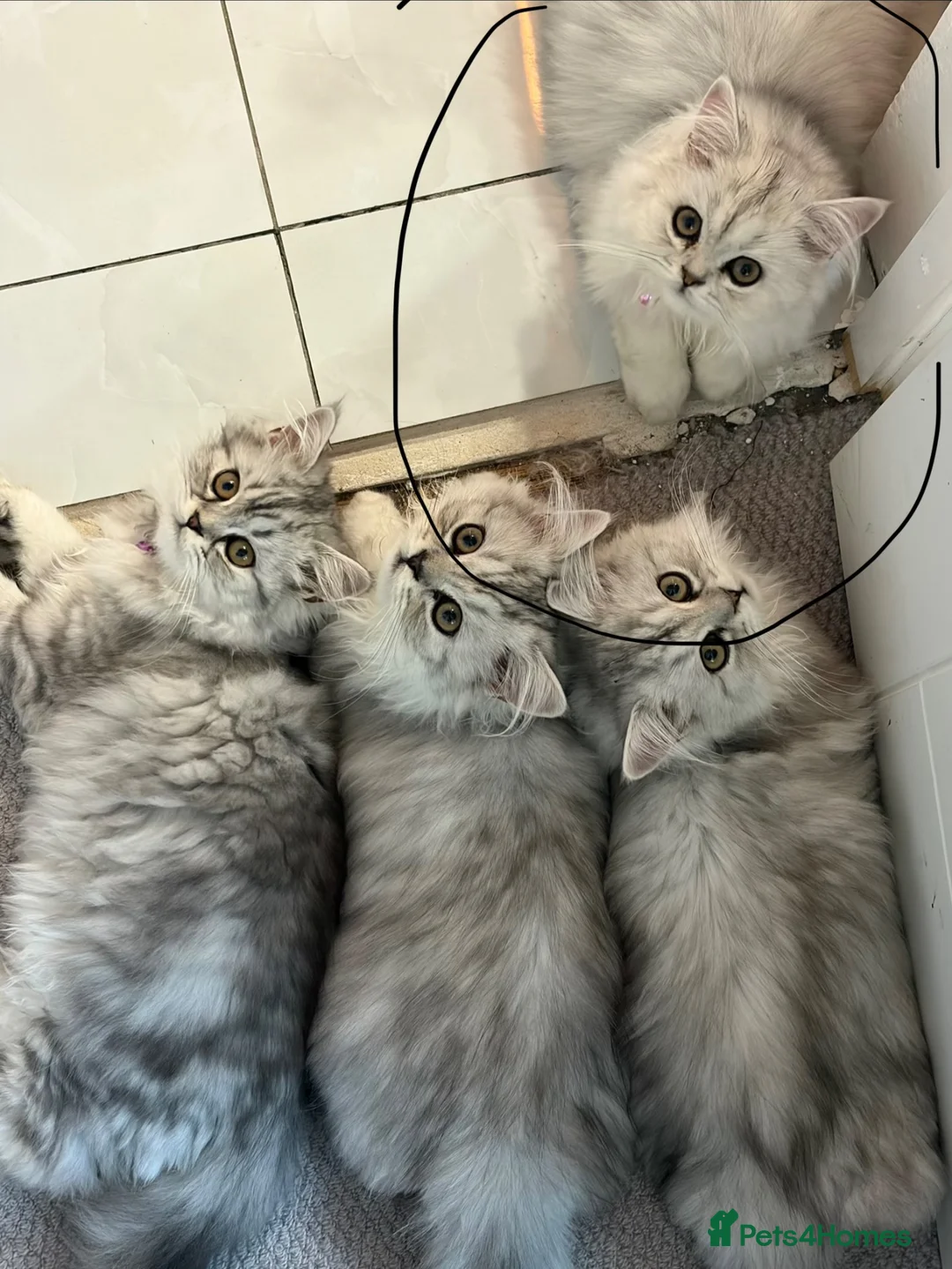 Persian cats for sale: Persian princess  - Advert 1