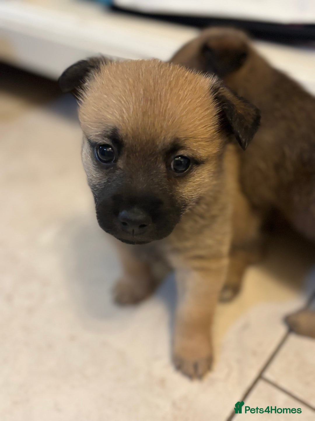 Mixed Breed dogs for sale: Jackaranian puppies - Advert 11