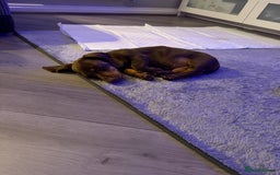 Dachshund dogs for sale: Chocolate tan male dachshund puppy - Image 10