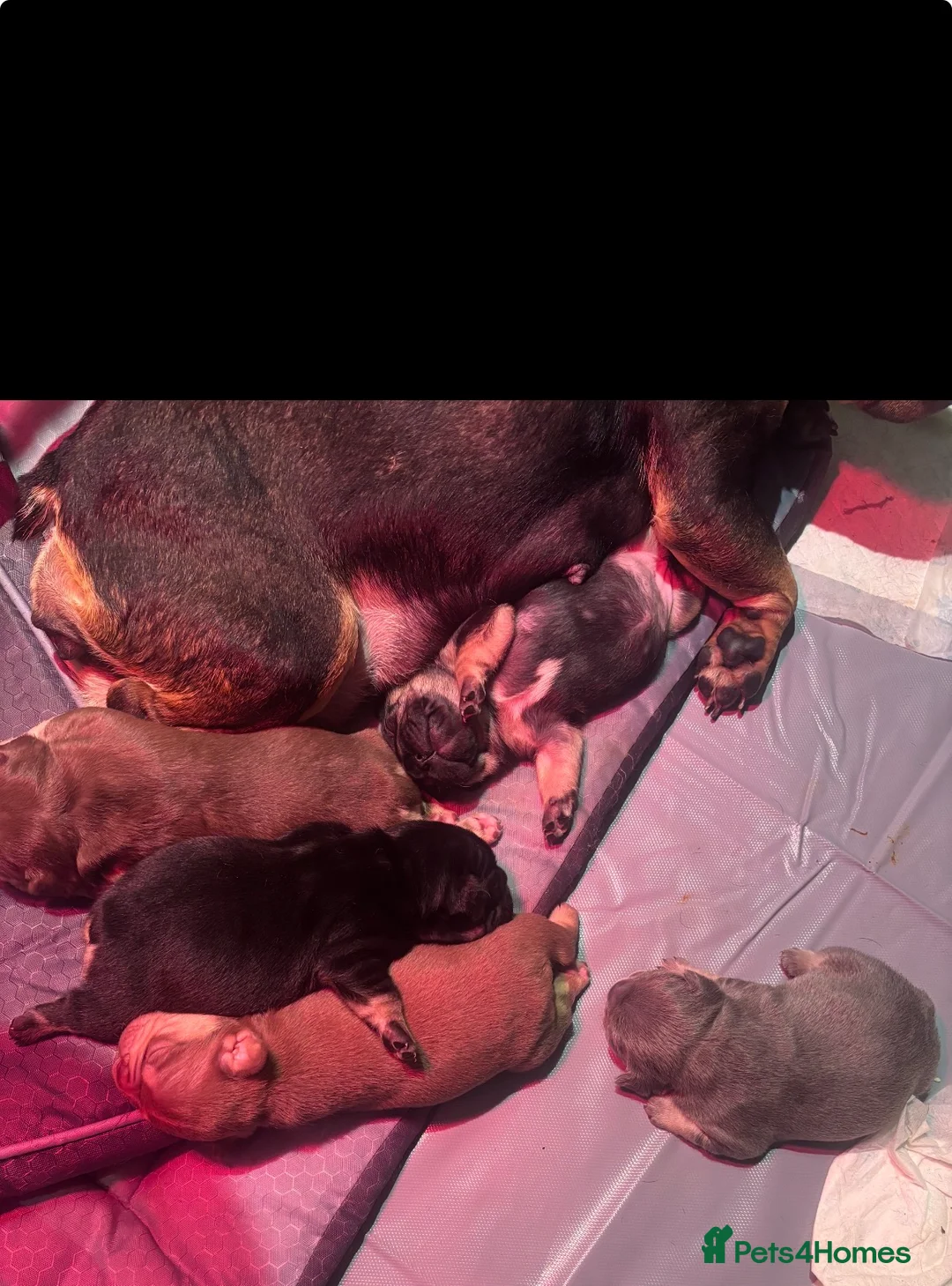 French Bulldog dogs for sale: French bull dog puppies  in Glasgow - Advert 1