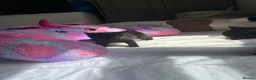 Mixed Breed cats for sale: 5 kittens  in Worcester - Advert 11