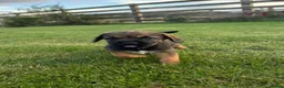 Border Terrier dogs for sale: 🧡Fabulous KC SLEM Clear Border Terriers - Advert 14