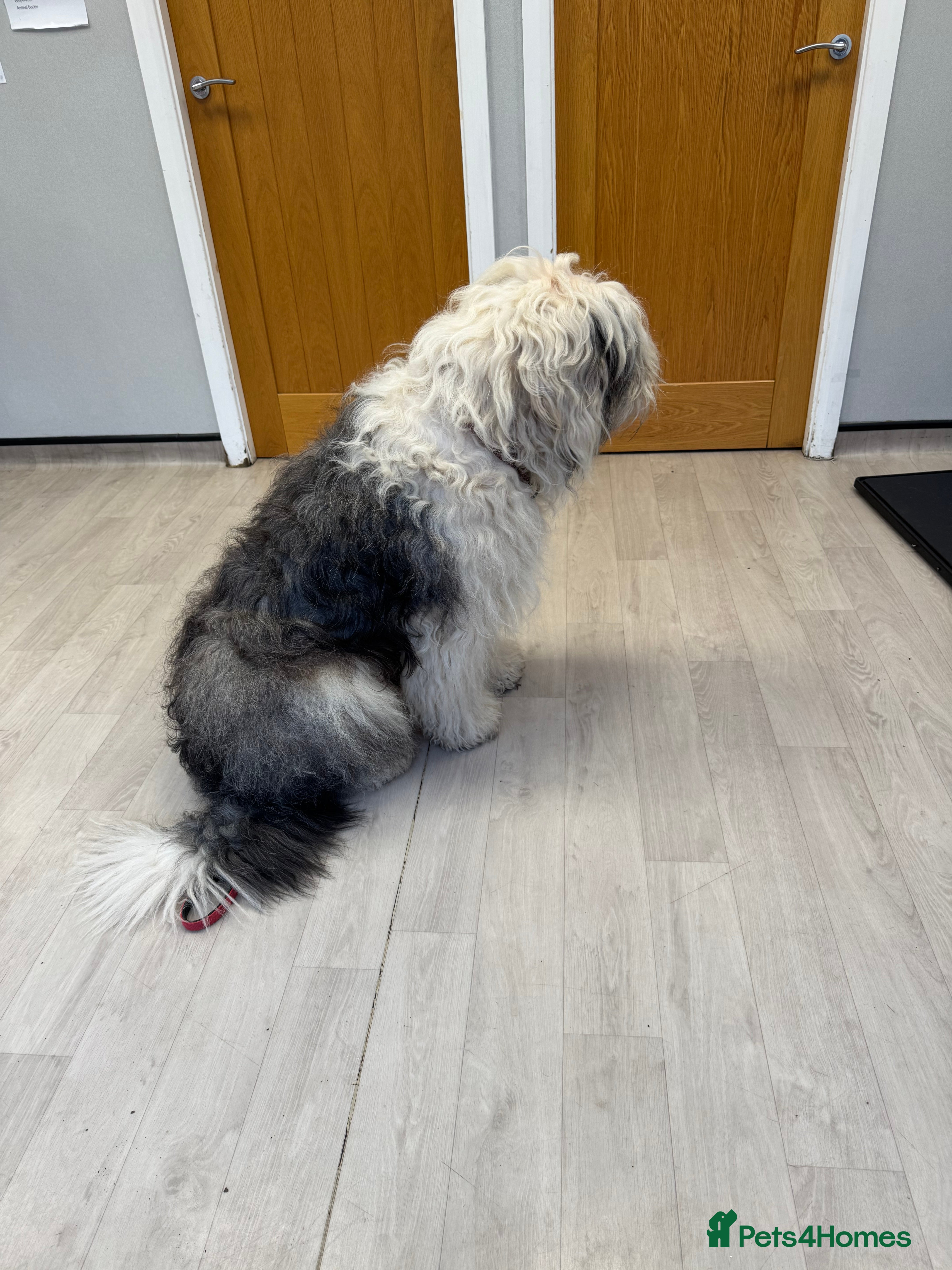 Old English Sheepdog dogs Ollie  - Advert 2