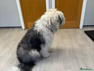 Old English Sheepdog dogs Ollie - Advert 2
