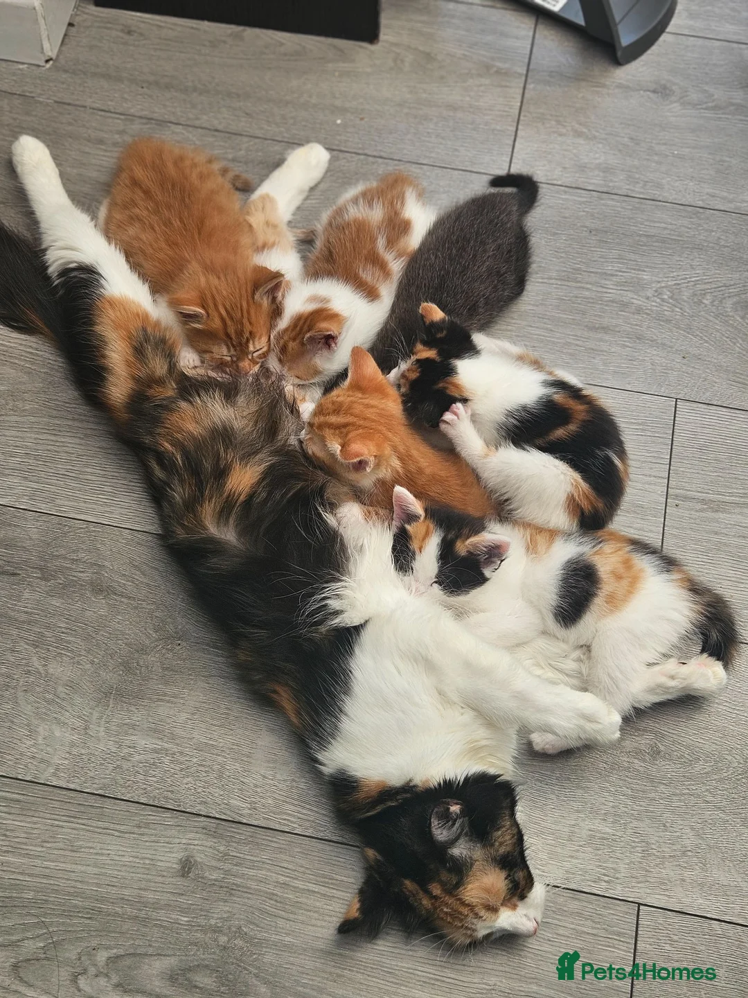 Mixed Breed cats for sale: Kittens for sale  - Advert 23