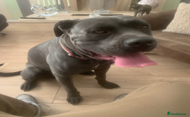 Cane Corso dogs - Advert 8
