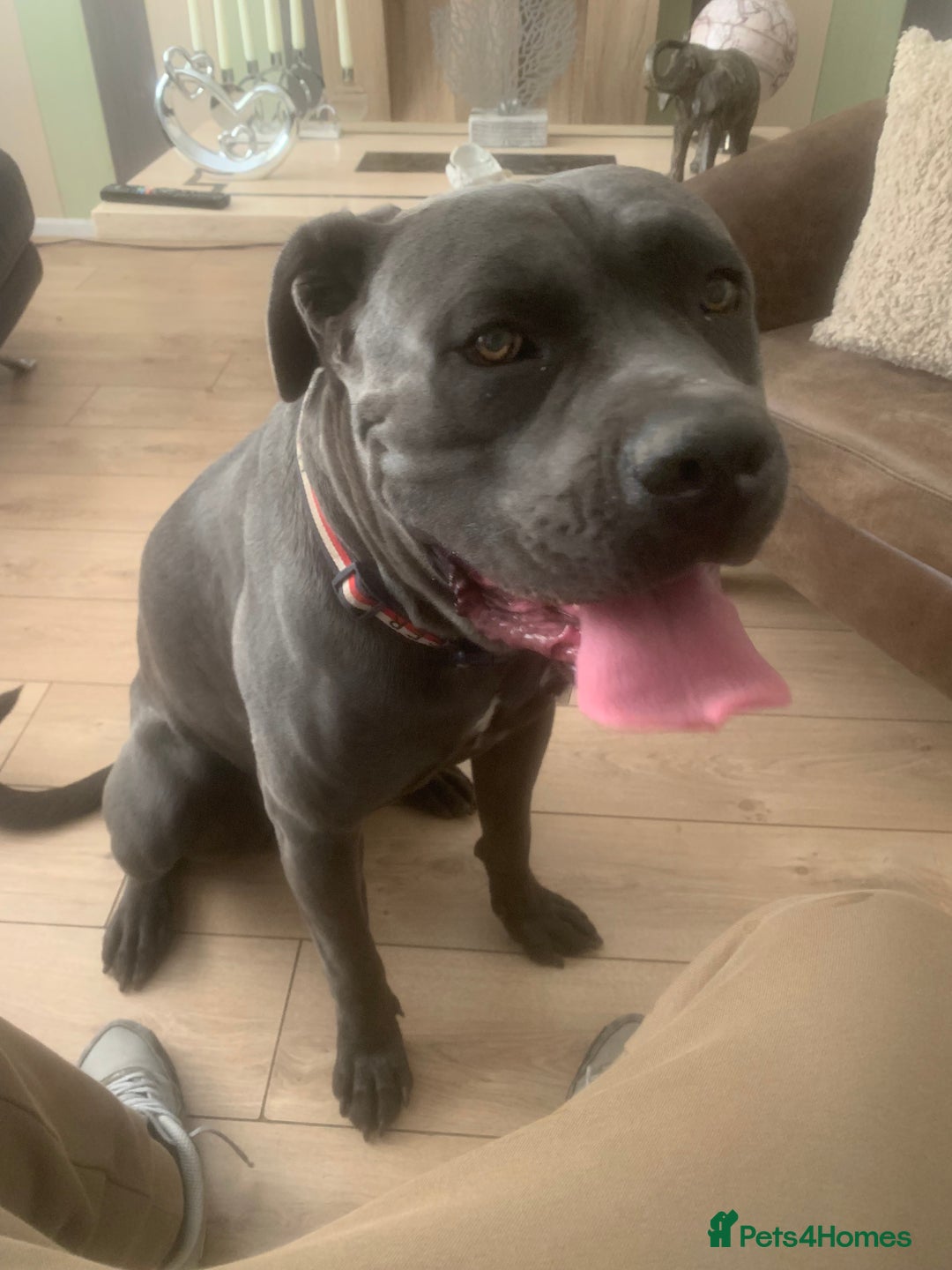 Cane Corso dogs for sale: Blue cane corso  - Image 1