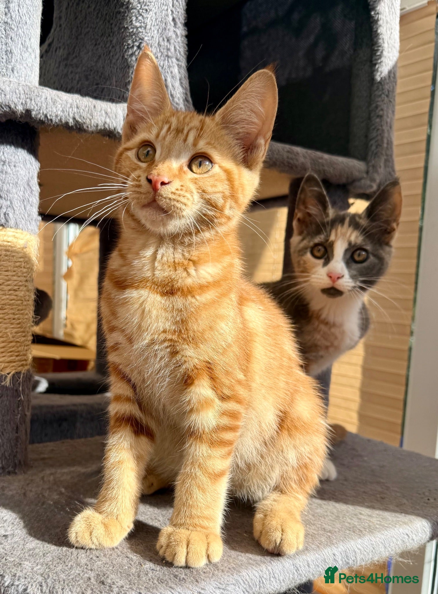 Maine Coon cats TORTOISESHELL MAINE COON X KITTENS - Advert 1