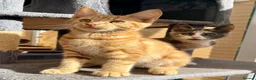 Maine Coon cats for sale: TORTOISESHELL MAINE COON X KITTENS - Advert 1