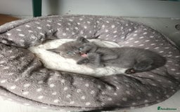 British Shorthair cats for sale: ONLY ONE FEMALE BRITISH SHORTHAIR LEFT - Image 12